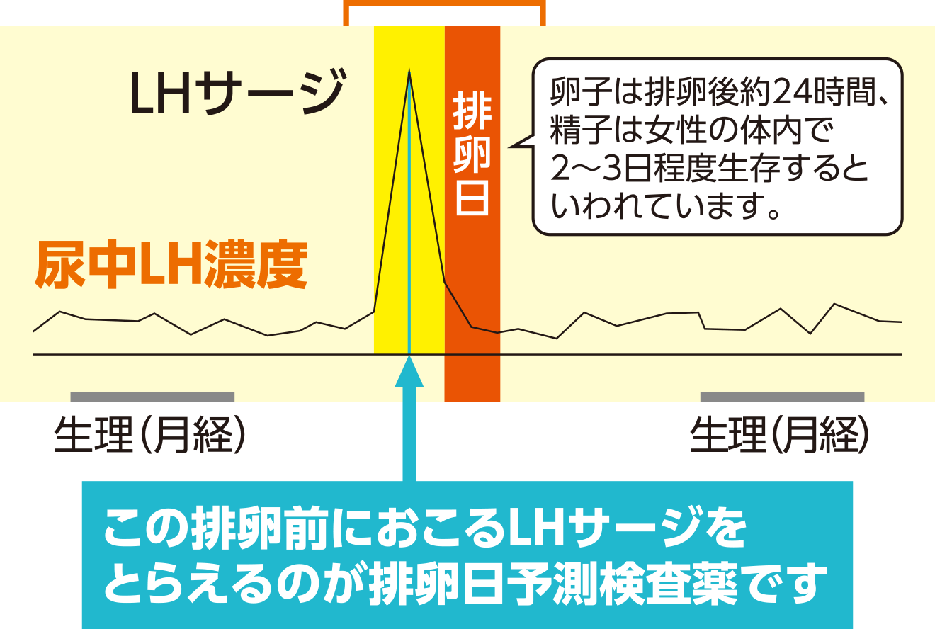 最も妊娠しやすい時期